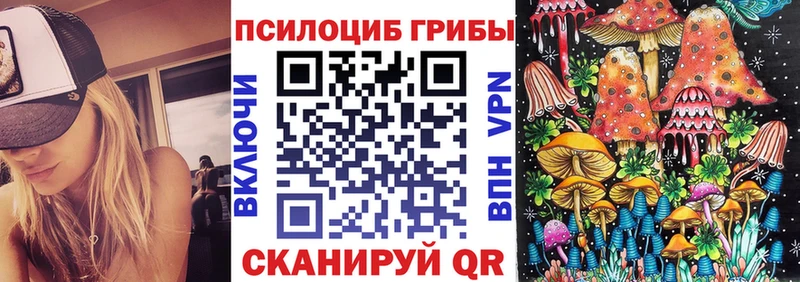 Купить где  Циолковский  Галлюциногенные грибы Psilocybe 